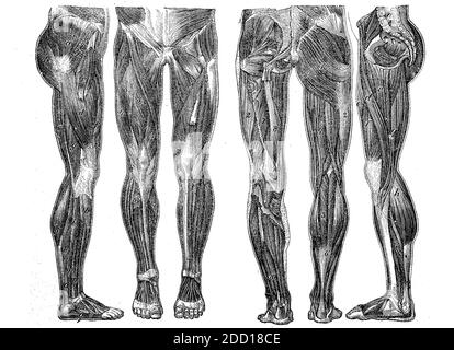 Die Muskeln des menschlichen Beins von allen Seiten, Illustration von 1880 / die Muskeln des menschlichen Beins von allen Seiten, Illustration aus dem Jahr 1880, Historisch, historisch, digital verbesserte Reproduktion eines Originals aus dem 19. Jahrhundert / digitale Reproduktion einer Originalvorlage aus dem 19ten Jahrhundert. Jahrhundert, Stockfoto
