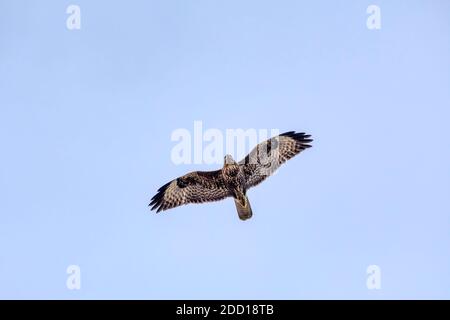 Unterseite eines Bussards, Buteo buteo, der direkt über Norfolk fliegt. Stockfoto