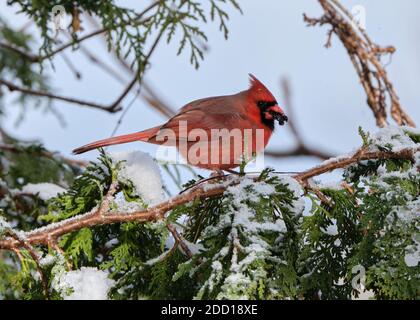 Ottawa, Kanada. November 2020. Ein männlicher Nordkardinale, Cardinalis cardinalis, der nach dem ersten schweren Schneefall der Saison in einer Zedernbaum nach Nahrung futteriert. Der Kardinal wird den ganzen Winter in der Gegend verbringen und in dichten Strauchgebieten nach Samen schaufeln. Es wird auch regelmäßig besuchen Feeder. Quelle: JF Pelletier/Alamy Live News Stockfoto