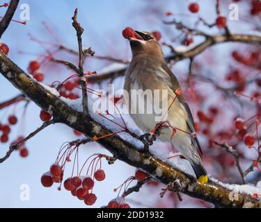 Ottawa, Kanada. November 2020. Ein Zedernwachsflügel, Bombycilla cedrorum, der nach dem ersten schweren Schneefall der Saison in einem Krabbenanpfenbaum nach Nahrung futteriert. Diese mittelgroße Singvögel ist insgesamt braun mit einer hellgelben Wäsche am Bauch. Es ist benannt nach den wachsartigen roten Spitzen auf einigen der Flügelfedern, verschiebt es Ernährung von Insekten in erster Linie Beeren im Herbst und Winter. Stockfoto