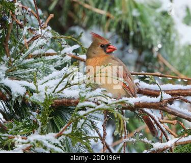 Ottawa, Kanada. November 2020. Eine weibliche Nordkardinale, Cardinalis cardinalis, die nach dem ersten schweren Schneefall der Saison in einer Zedernbaum nach Nahrung aufsuche. Der Kardinal wird den ganzen Winter in der Gegend verbringen und in dichten Strauchgebieten nach Samen schaufeln. Es wird auch regelmäßig besuchen Feeder. Quelle: JF Pelletier/Alamy Live News Stockfoto