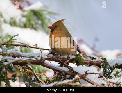 Ottawa, Kanada. November 2020. Eine weibliche Nordkardinale, Cardinalis cardinalis, die nach dem ersten schweren Schneefall der Saison in einer Zedernbaum nach Nahrung aufsuche. Der Kardinal wird den ganzen Winter in der Gegend verbringen und in dichten Strauchgebieten nach Samen schaufeln. Es wird auch regelmäßig besuchen Feeder. Quelle: JF Pelletier/Alamy Live News Stockfoto