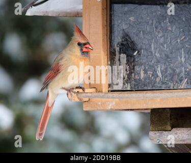 Ottawa, Kanada. November 2020. Ein weiblicher Nordkardinal, Cardinalis cardinalis in der örtlichen Vogelfutteranlage Stockfoto