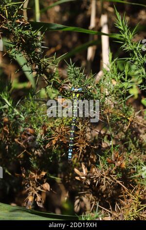 Aeshna cyanea, südlicher Hawker Stockfoto