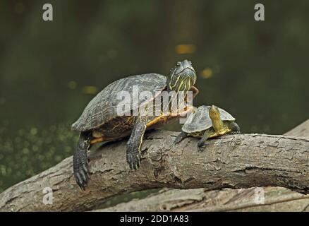 Rotohriger Schleifer (Ttachemys scripta elegans) eingeführt Arten mit chinesischen Streifenhalsschildkröte (Mauremys sinensis) Taipei, Taiwan Apr Stockfoto