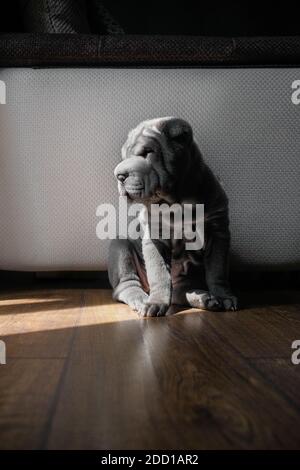 Gray Shar pei Rasse Welpen sitzt zu Hause suchen Die Seite Stockfoto