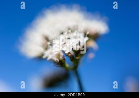 WA18408-00...WASHINGTON - Blüht in einem sub-alpinen Tipsoo Lakes im Mount Rainier National Park. Fotografiert mit einem Lensbady Sweet Spot 50. Stockfoto