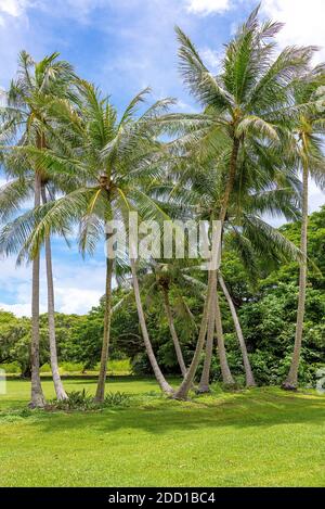 Weitwinkelansicht der Kokospalmen, Darwin, Australien Stockfoto