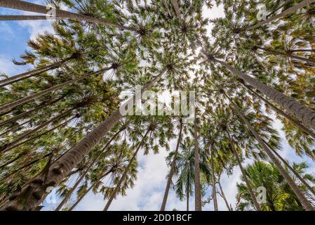 Weitwinkelansicht der Kokospalmen, Darwin, Australien Stockfoto