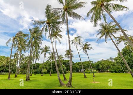 Weitwinkelansicht der Kokospalmen, Darwin, Australien Stockfoto