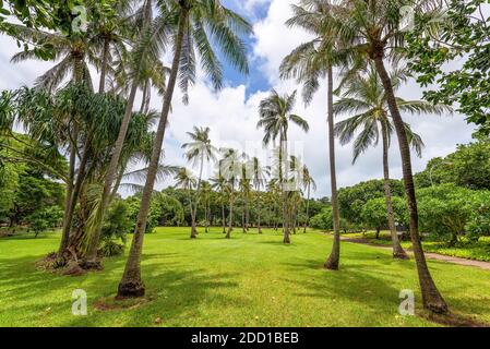 Weitwinkelansicht der Kokospalmen, Darwin, Australien Stockfoto