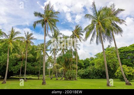 Weitwinkelansicht der Kokospalmen, Darwin, Australien Stockfoto