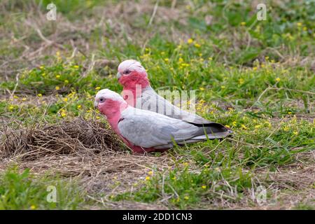 GALAH Kakadus auf Nahrungssuche auf dem Boden in einem Feld mit Gras und kleinen Blumen Stockfoto