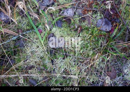 Gras bedeckt mit Eiskristallen und Frost am frühen Morgen im Frühjahr. Um die Fröste zu ertragen. Stockfoto
