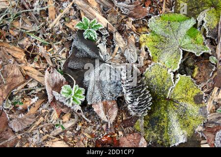 Gras bedeckt mit Eiskristallen und Frost am frühen Morgen im Frühjahr. Um die Fröste zu ertragen. Stockfoto