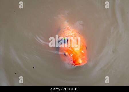 Koi Fische schwimmen in einem kleinen Teich in der Region Australien Stockfoto
