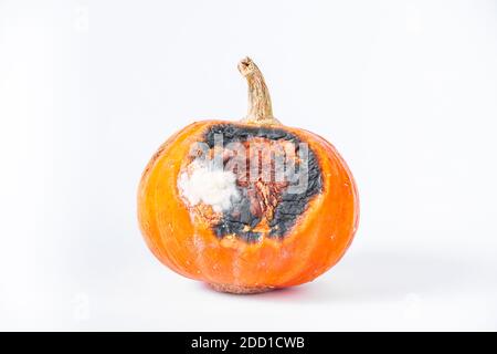 Fauler Kürbis mit Schimmel auf weißem Hintergrund. Stockfoto