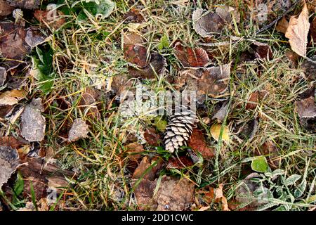 Gras bedeckt mit Eiskristallen und Frost am frühen Morgen im Frühjahr. Um die Fröste zu ertragen. Stockfoto