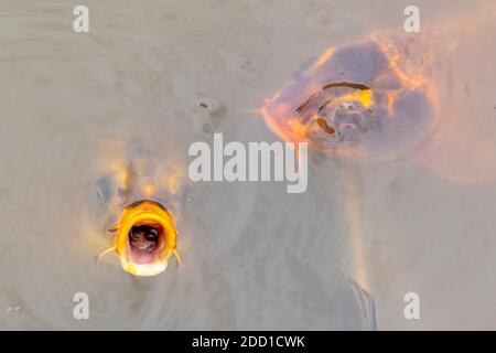 Koi Fische schwimmen in einem kleinen Teich in der Region Australien Stockfoto