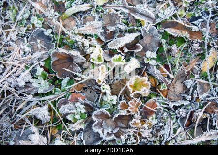 Gras bedeckt mit Eiskristallen und Frost am frühen Morgen im Frühjahr. Um die Fröste zu ertragen. Stockfoto