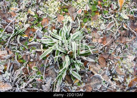 Gras bedeckt mit Eiskristallen und Frost am frühen Morgen im Frühjahr. Um die Fröste zu ertragen. Stockfoto