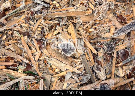 Gras bedeckt mit Eiskristallen und Frost am frühen Morgen im Frühjahr. Um die Fröste zu ertragen. Stockfoto