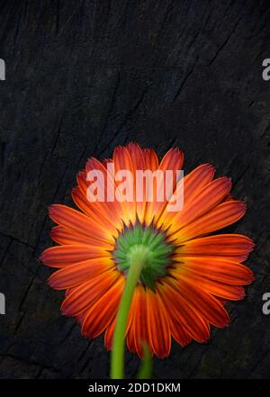 Orange Gerbera auf dunklem Hintergrund mit Platz für Text. Stockfoto