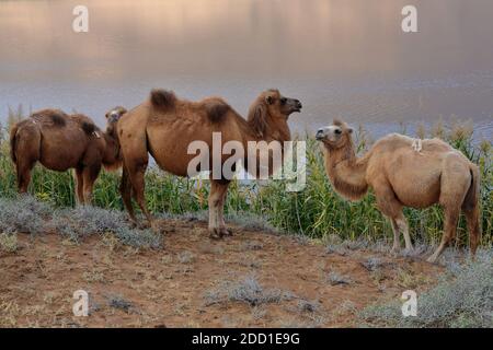 Baktrian Kamel Trio-Sumu Barun Jaran See reedbeds-Badain Jaran Wüste-Innere Mongolei-China-1139 Stockfoto