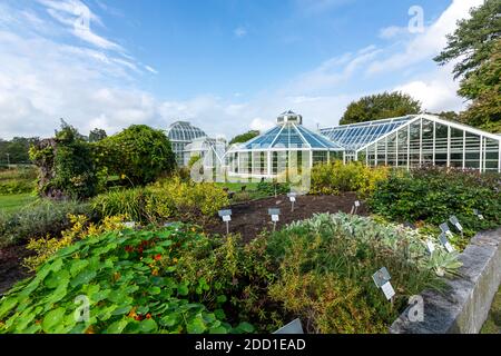 Palmenhaus, Botanischer Garten der Universität Helsinki, Helsinki, Finnland Stockfoto