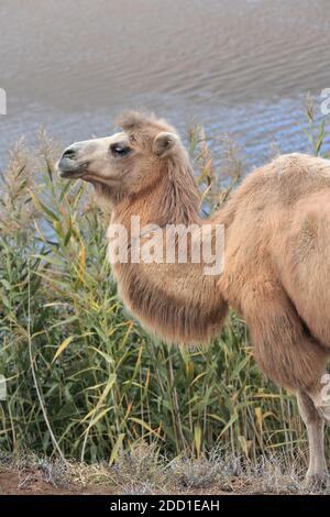 Baktrian Kamel. Sumu Barun Jaran See reedbeds-Badain Jaran Wüste-Innere Mongolei-China-1140 Stockfoto