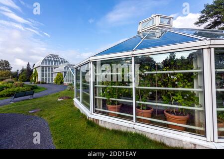 Palmenhaus, Botanischer Garten der Universität Helsinki, Helsinki, Finnland Stockfoto