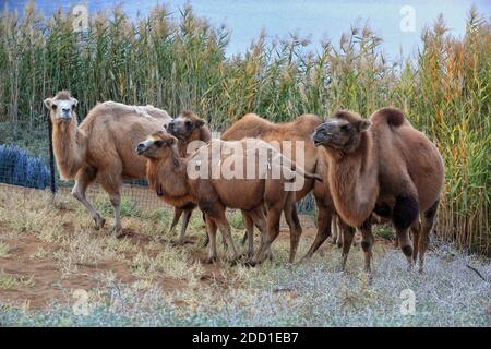 Baktrian Kamel Gruppe-Sumu Barun Jaran See reedbeds-Badain Jaran Wüste-Innere Mongolei-China-1143 Stockfoto