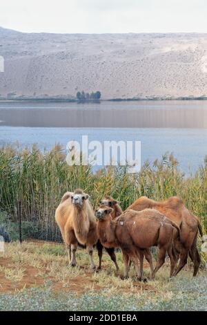 Baktrian Kamel Trio-Sumu Barun Jaran See reedbeds-Badain Jaran Wüste-Innere Mongolei-China-1139 Stockfoto