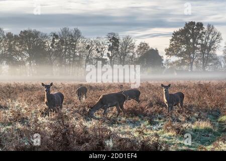 Magische Sonne scheint durch den Morgennebel im Bushy Park Surrey Stockfoto