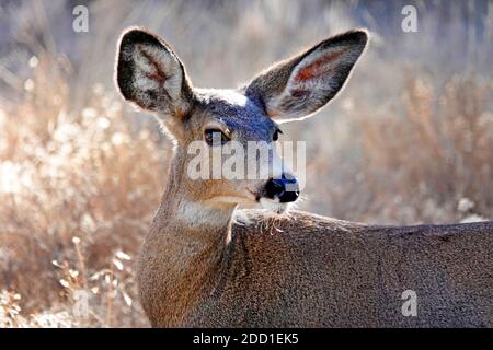 Ein großes Maultier Hirsch Fütterung auf wilden Browse und Sträucher in einer ländlichen Umgebung im Zentrum von Oregon in der Nähe der Cascade Mountains. Stockfoto