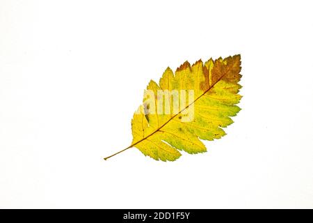 Herbstblatt auf weißem Hintergrund, Draufsicht. Stockfoto