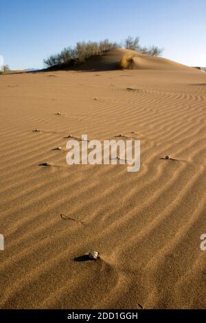 Wüstensanddünen . Die wellige Textur der Sanddüne Stockfoto