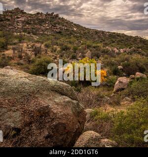 Herbstblätter erscheinen im Winter im Dezember entlang eines Baches in der Sonoran Wüste, Santa Catalina Berge, Coronado National Forest, Catalina, Arizona Stockfoto