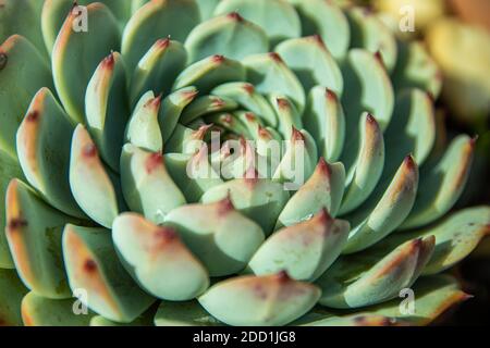 Hauswurz (Sempervivum tectorum) - Nahaufnahme in botanischen Garten. Schöne Sukkulente Pflanze, schöne Sukkulente Pflanze Stockfoto