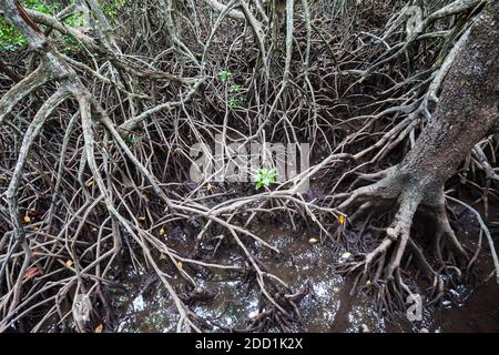 Mangrovenwald in der Nähe von El Nido, Palawan Insel auf den Philippinen Stockfoto