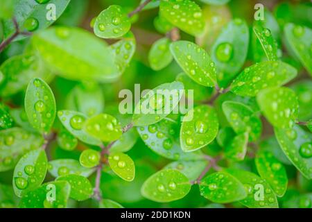 Schöne Tropfen von transparentem Regenwasser auf einem grünen Blätter Makro. Tau-Tropfen am Morgen leuchten in der Sonne. Schöne Blattstruktur in der Natur Stockfoto