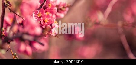 Abstrakte florale Hintergrund von rosa Blumen über Pastellfarben mit weichem Stil für Frühjahr oder Sommer Zeit. Banner-Hintergrund mit Kopierbereich. Stockfoto