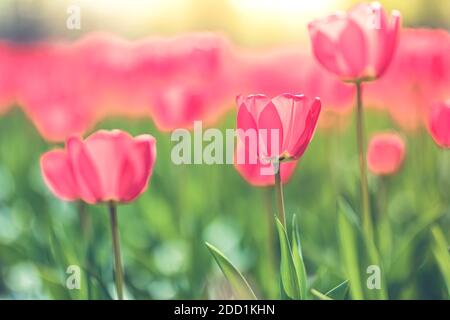Stunning flower tulips flowering in tulips field. Nature garden with blooming spring floral view, blurred sunset sunrise light, beauty in nature mood Stockfoto