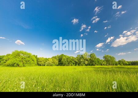 Bright meadow flowers summer field landscape. Stockfoto