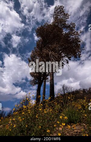 Wildblumen wachsen in der Nähe der Basis eines verkohlten Baumes Teil der ökologischen Nachfolge entlang des Oracle Ridge Trail folgt Das Dickhornfeuer, das begann Stockfoto