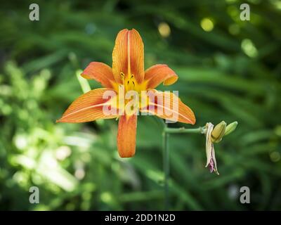 Eine Nahaufnahme einer orangefarbenen Tageslilienblume, die einwächst Ein Garten Stockfoto