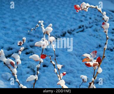 Winter Blätter Nahaufnahme mit dem Schnee. Rotes Blatt der Berberitze mit Schnee bedeckt. Erster Schnee, blauer Hintergrund. Stockfoto