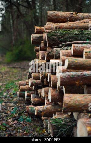 Im Herbst liegt das Holz im Wald Stockfoto