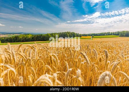 Gold Weizen geflickt Panorama mit Baum bei Sonnenuntergang, ländliche Landschaft. Feld voll von zerrissenen Weizenohr. Landwirtschaftliche Natur Landschaft Hintergrund. Stockfoto