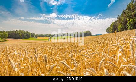 Gold Weizen geflickt Panorama mit Baum bei Sonnenuntergang, ländliche Landschaft. Feld voll von zerrissenen Weizenohr. Landwirtschaftliche Natur Landschaft Hintergrund. Stockfoto